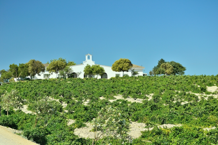 GRUPO ESTEVEZ - Visits and hireing - Bristol Vineyard